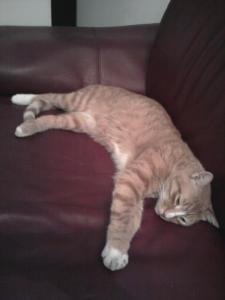 Now, where are those pigeons?